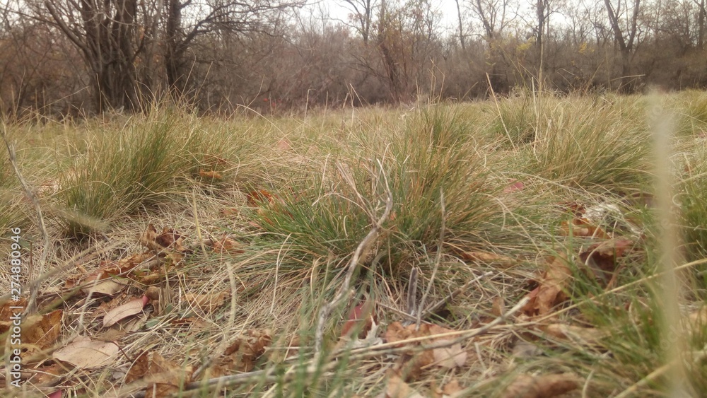 Photograph of Prairie grass and forest in the background. Image for fall cards.