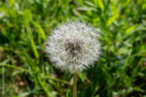 lightweight cap dandelion on a background of green field