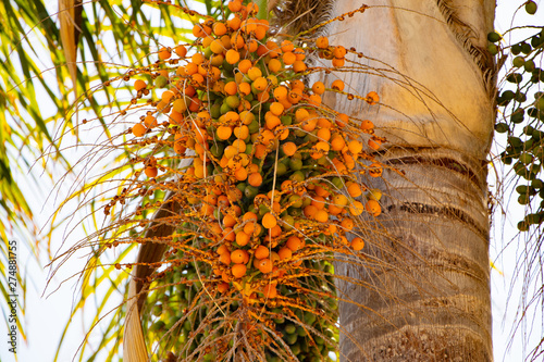 branch of a tree fruit of the palm tree photo