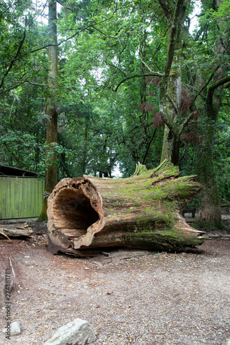 tree in the forest