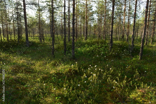 Forest swamp in the summer bloom of wild rosemary among the pines