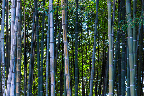 Bamboo forest. Green bamboo stalks with leaves.