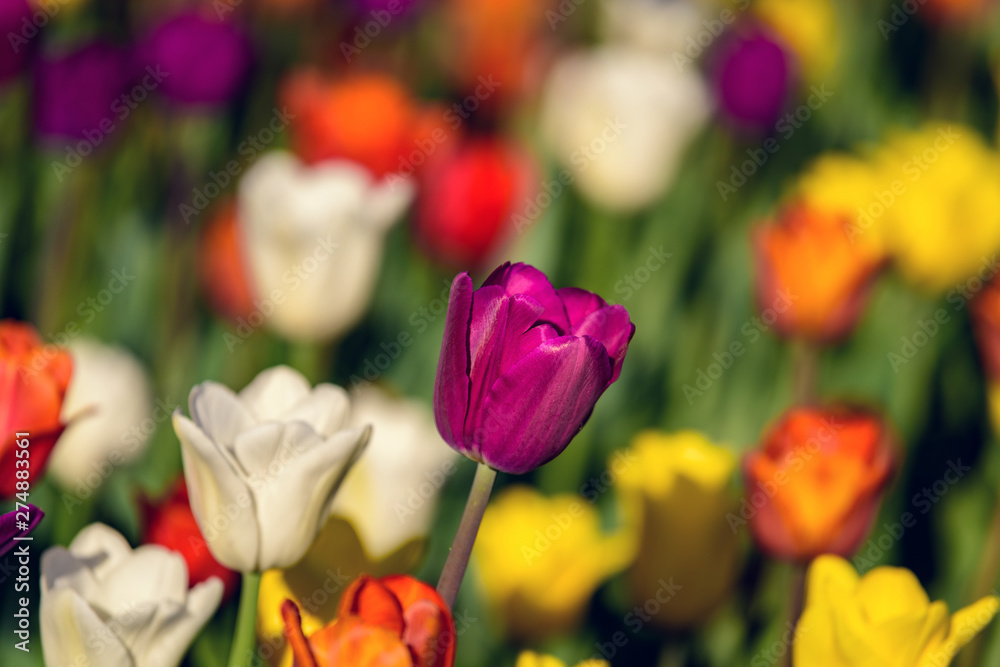Fototapeta premium Multi colored field with red, yellow, dark violet and white tulips from Tulip Festival. Picture useful for web design and as a computer wallpaper.