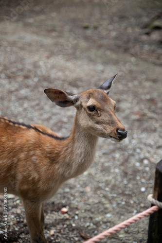 deer in the forest