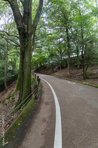 road in forest