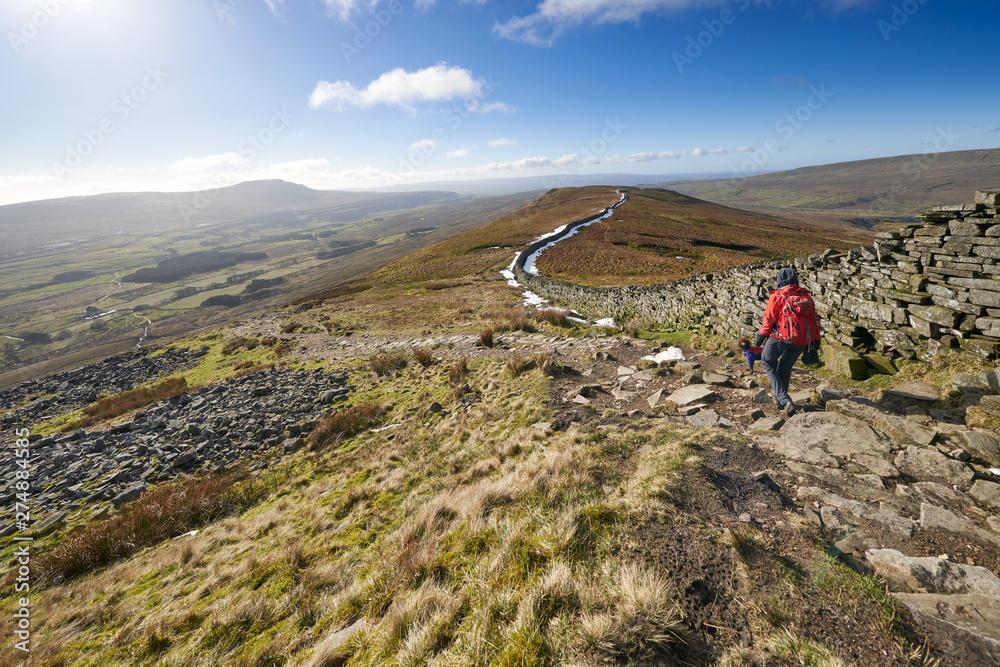 A hiker walking down from the summit of Whernside, part of the Three Peaks with Sand Beds Head Pike in the distance. The Yorkshire Dales, England.