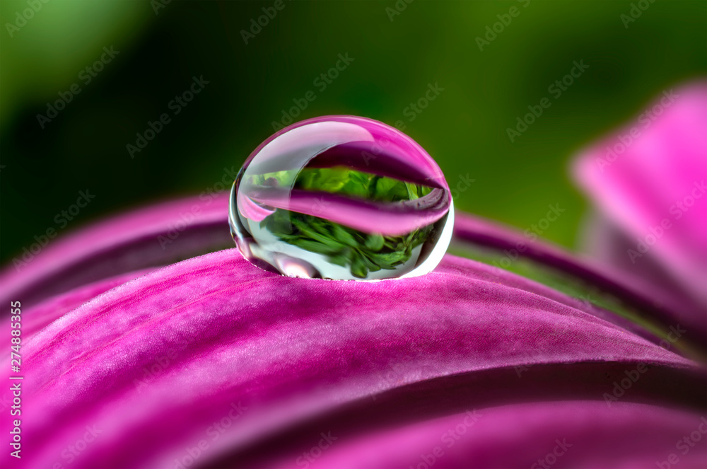 water drop on a flower - macro photo - obrazy, fototapety, plakaty 