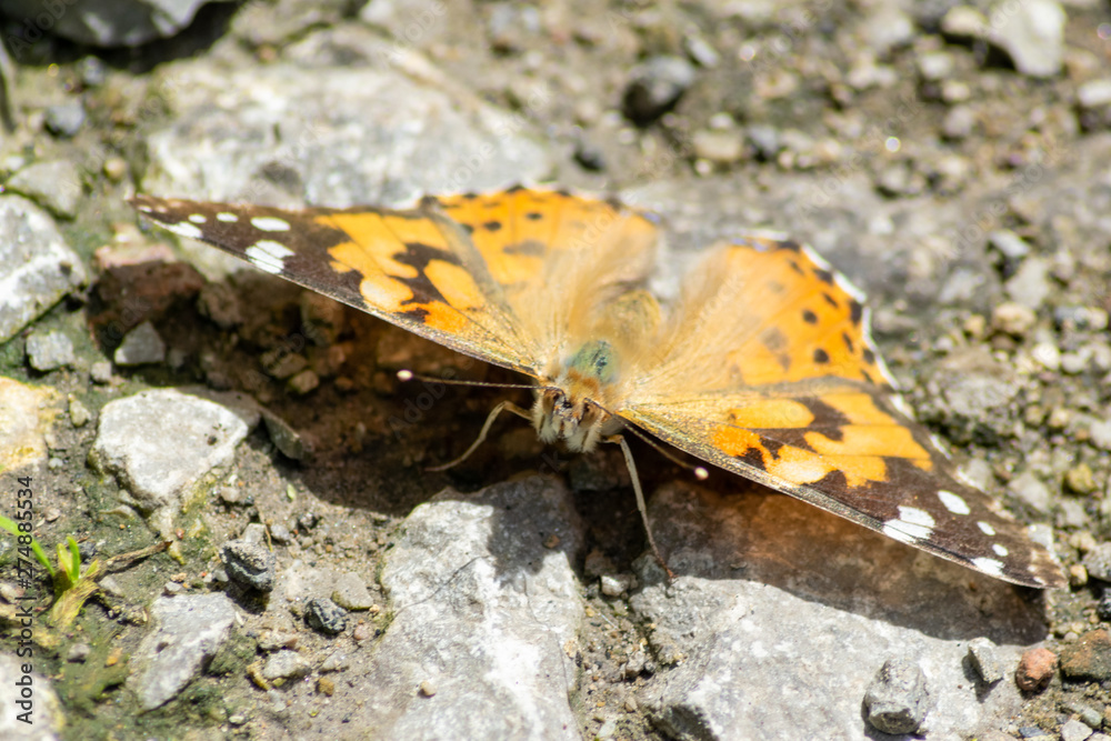 Obraz premium butterfly