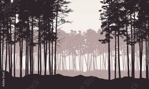 Realistic illustration of landscape with coniferous forest with pine trees under retro sky. With space for your text, vector