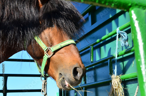 Big beautiful horse, muzzle close up. Farm, agricultural business, background, texture. The Belagro 2019 International Trade Fair in the agrotown of Shchomyslitsa, Belarus, Minsk region. photo