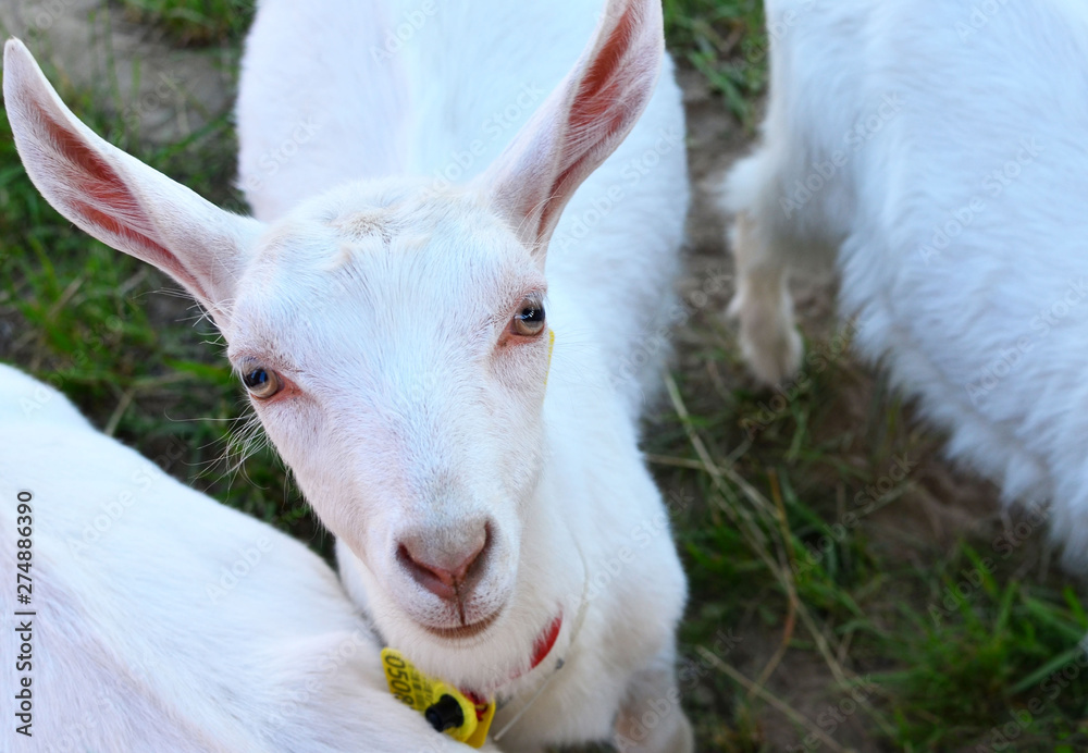 Obraz premium Cute domestic goat, muzzle close-up. Farm, agricultural business, background, texture. The Belagro 2019 International Trade Fair in the agrotown of Shchomyslitsa, Belarus, Minsk region.