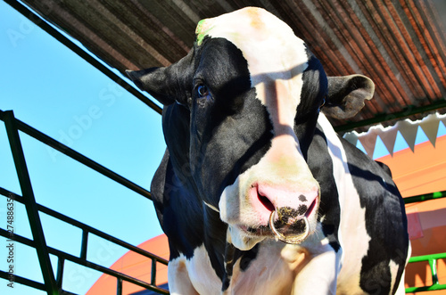 Big beautiful cow, muzzle close up. Farm, agricultural business, background, texture. The Belagro 2019 International Trade Fair in the agrotown of Shchomyslitsa, Belarus, Minsk region.