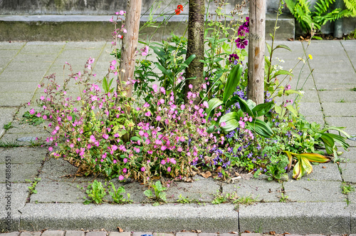 Fototapeta Naklejka Na Ścianę i Meble -  Various flowers in purple, blue and other colors in a small spontaneous little garden around a young tree on an urban sidewalk