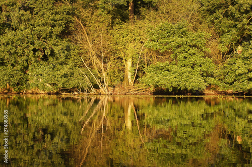 Spiegelung im Wasser eines Seeufer am Wald