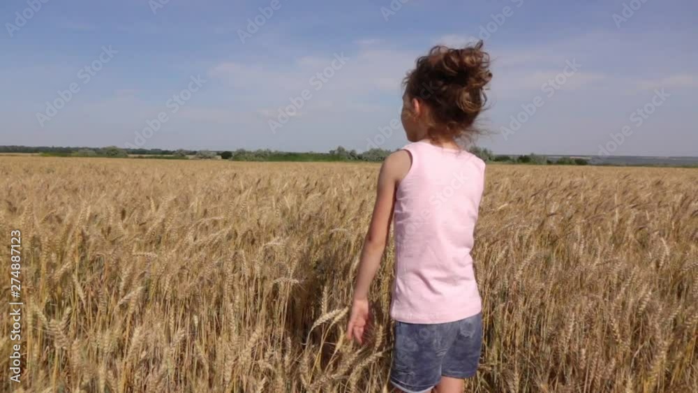 Little girl examines the ears of wheat Little girl examines the ears of wheat
