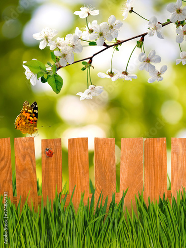 image of a blossoming tree and butterflies in the garden on a wooden fence background photo