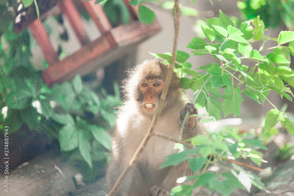 Native Japanese macaque Macaca fuscata known as the snow monkey, eating banana in a park Native Japanese macaque Macaca fuscata known as the snow monkey, eating banana in a park