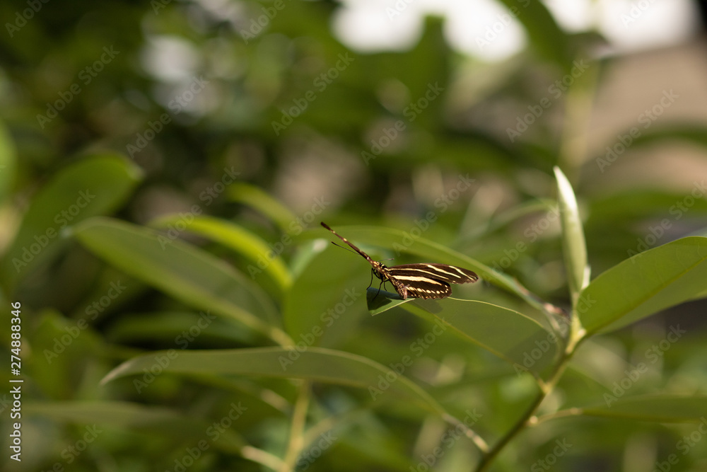 A zebra butterfly on a leaf A zebra butterfly on a leaf