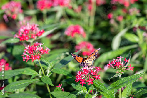 An orange and black butterfly on a red flower in the garden