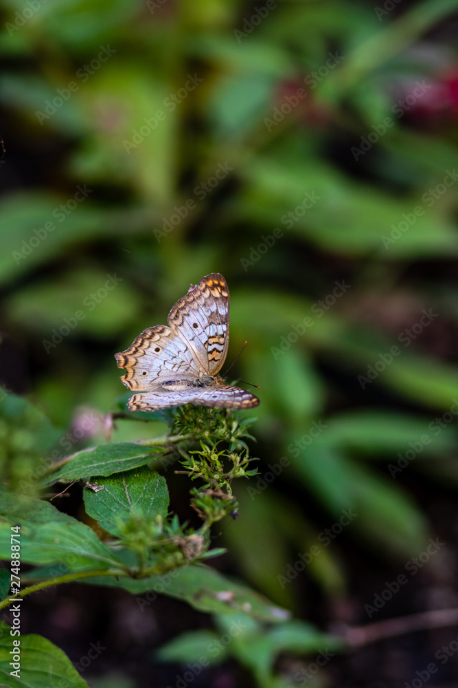 Fototapeta premium A small butterfly in the summer garden