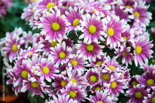 Outdoor view from above of pattern of purple pink white osteospermum flowers, also called daisy, Asteraceae family. Many disc florets and ray florets visible. Spring season and sunny day.