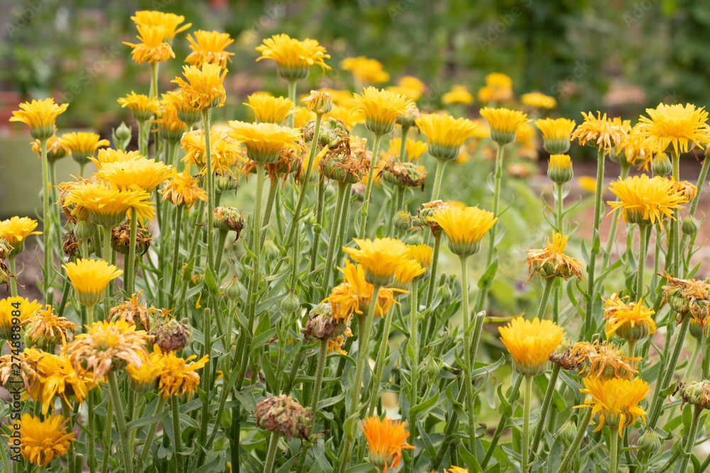 Obraz premium Yellow flowers in the meadow