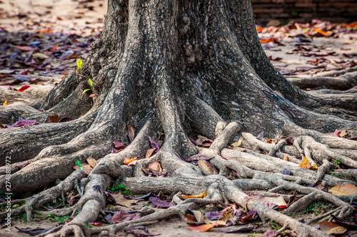 Big roots above the surface with leaves, Tropical tree roots Thailand,Root in the rainforest. Thai temple yard.