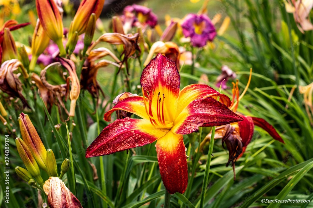 Daylillies growing in the summer garden Daylillies growing in the summer garden
