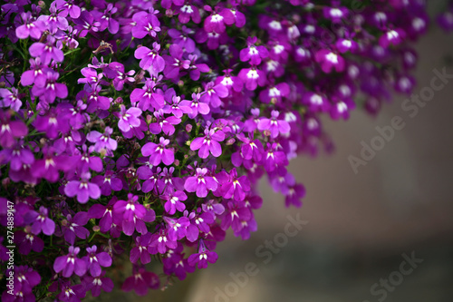 violet flower garden stone background nobody 