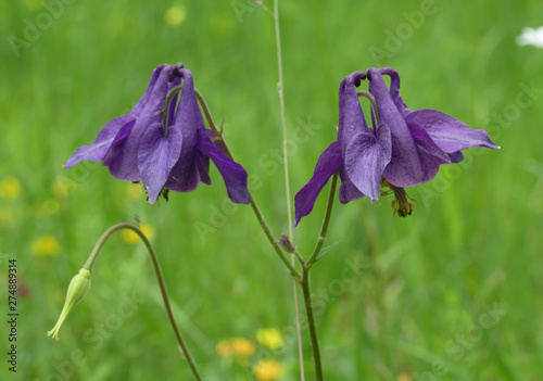 Schwarze Akelei (Aquilegia atrata ) photo