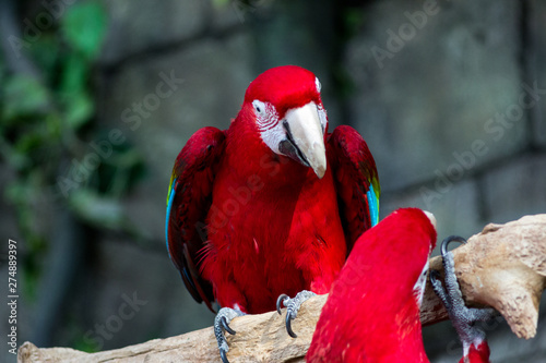 Macaw parrots in the Minsk zoo