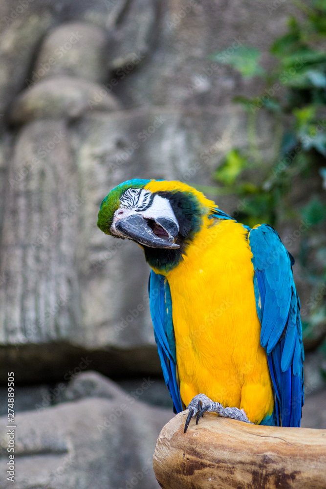 Macaw parrots in the Minsk zoo Macaw parrots in the Minsk zoo
