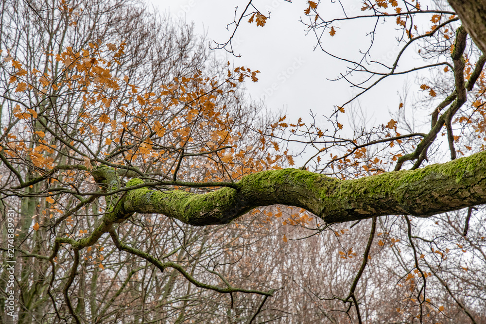 Big curved branch of old tree with orange fall leaves on bare tree  background with grey sky. Weathered tree branch covered by green moss.  Autumn textures. Forest natural twig backdrop. Stock Photo |