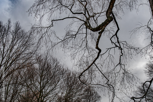 Black branch silhouettes on dramatic sky background. Tree branches textures with overcast sky. Autumn backdrop of bare trees. Forest nature. Textured twigs.