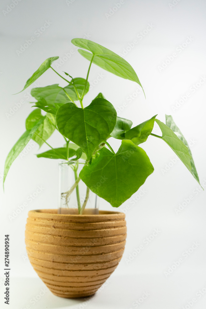 young green plant in a pot young green plant in a pot