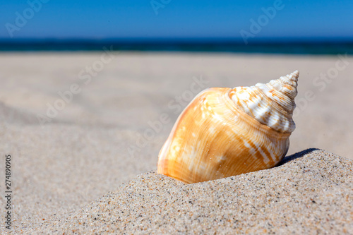 beautiful bright seashell on a sandy beach against the sea, concept