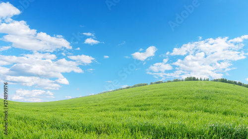 landscape with a curved horizon line. Meadow with bright green grass  blue sky with white clouds. Abstract natural background.