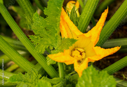 Eine aufgeblühte Zucchiniblüte mit Ameisen am Blütenstempfel photo