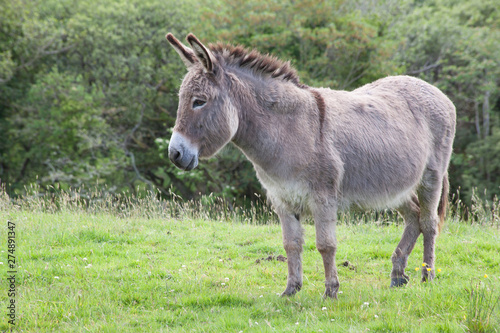 Obraz na płótnie grey donkey