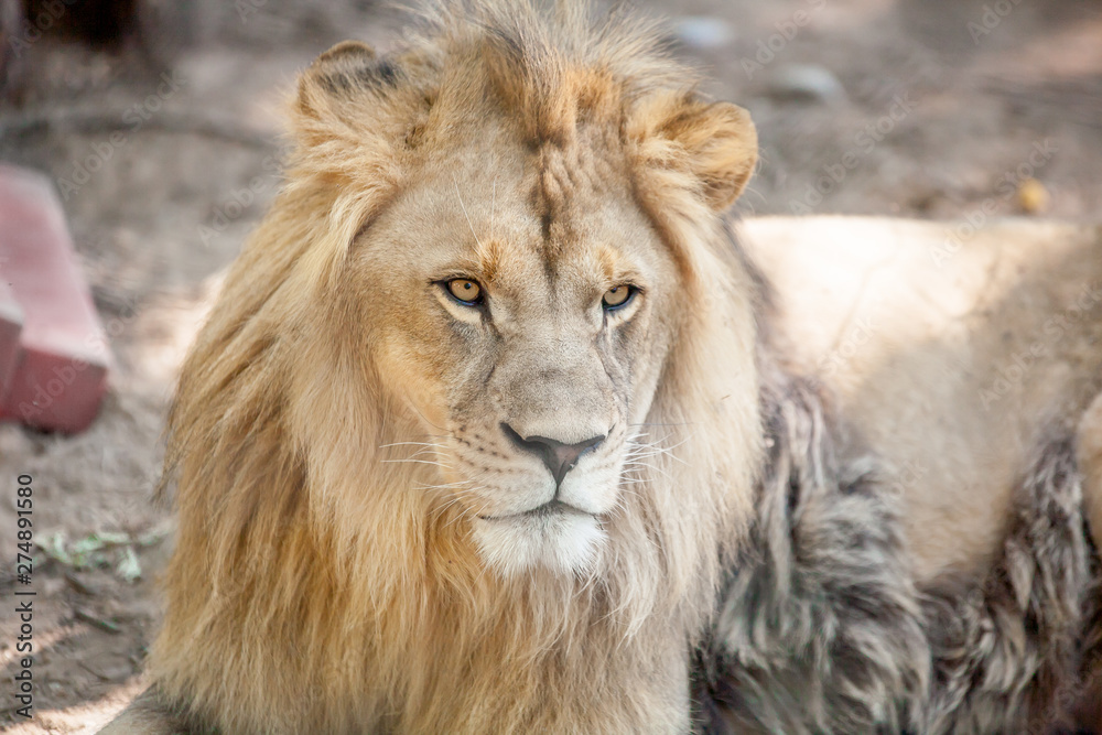 sad young lion close up portrait in the zoo sad young lion close up portrait in the zoo