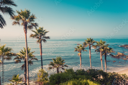 Palms on a coast of Laguna Beach