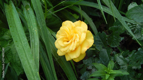 yellow rose in the garden