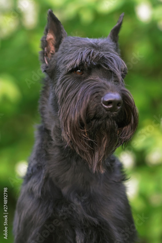 The portrait of a black Giant Schnauzer dog with cropped ears posing outdoors near green bushes in spring © Eudyptula