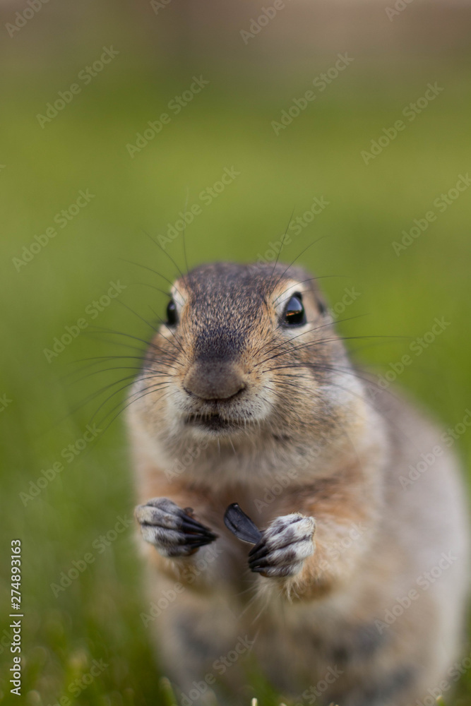 ground squirrel in native habitat ground squirrel in native habitat