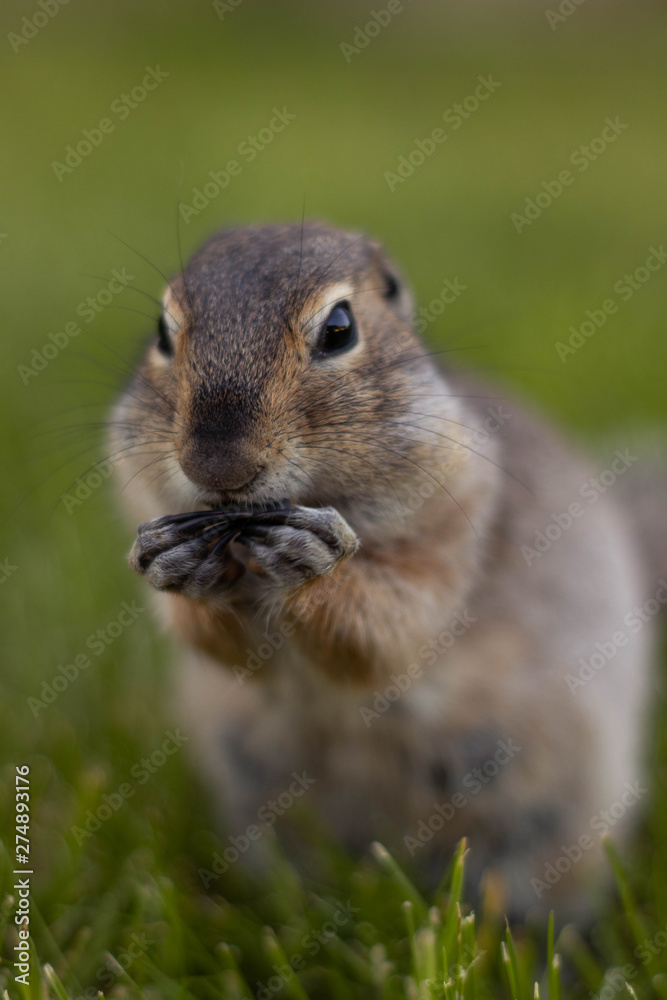 ground squirrel in native habitat ground squirrel in native habitat