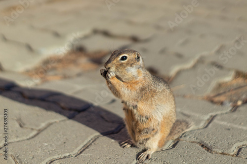  ground squirrel in native habitat