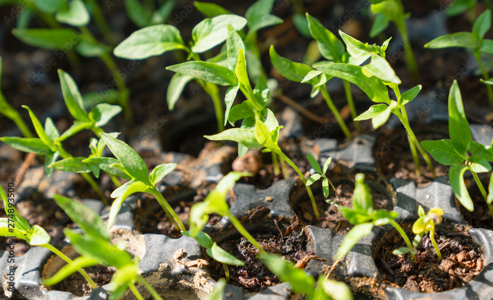 Small seedlings growing in cultivation tray Small seedlings growing in cultivation tray