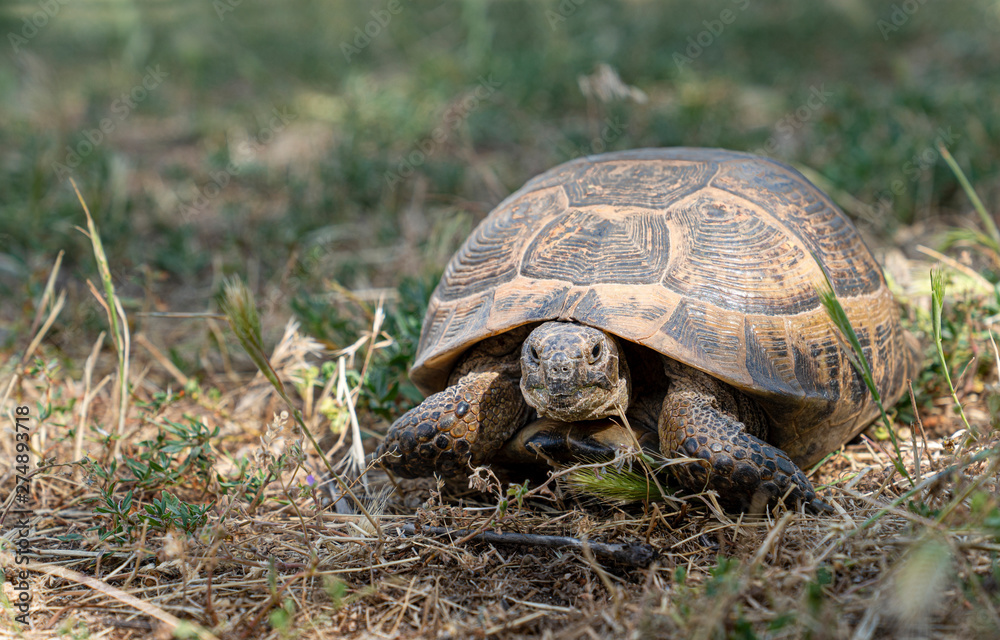 A wild tortoise roaming freely in Central Turkey A wild tortoise roaming freely in Central Turkey