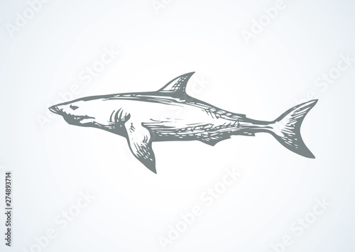 Shark. Vector drawing © Marina