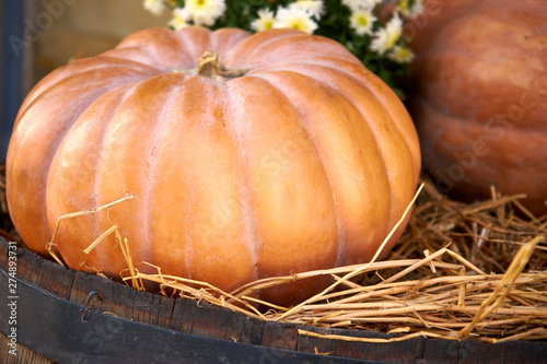 beautiful ripe orange pumpkin lying in the straw on a wooden barrel